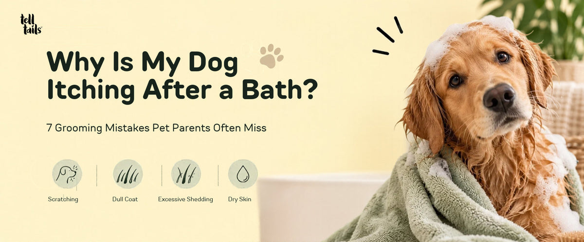 Why Is My Dog Itching After a Bath? 7 Grooming Mistakes Pet Parents Often Miss