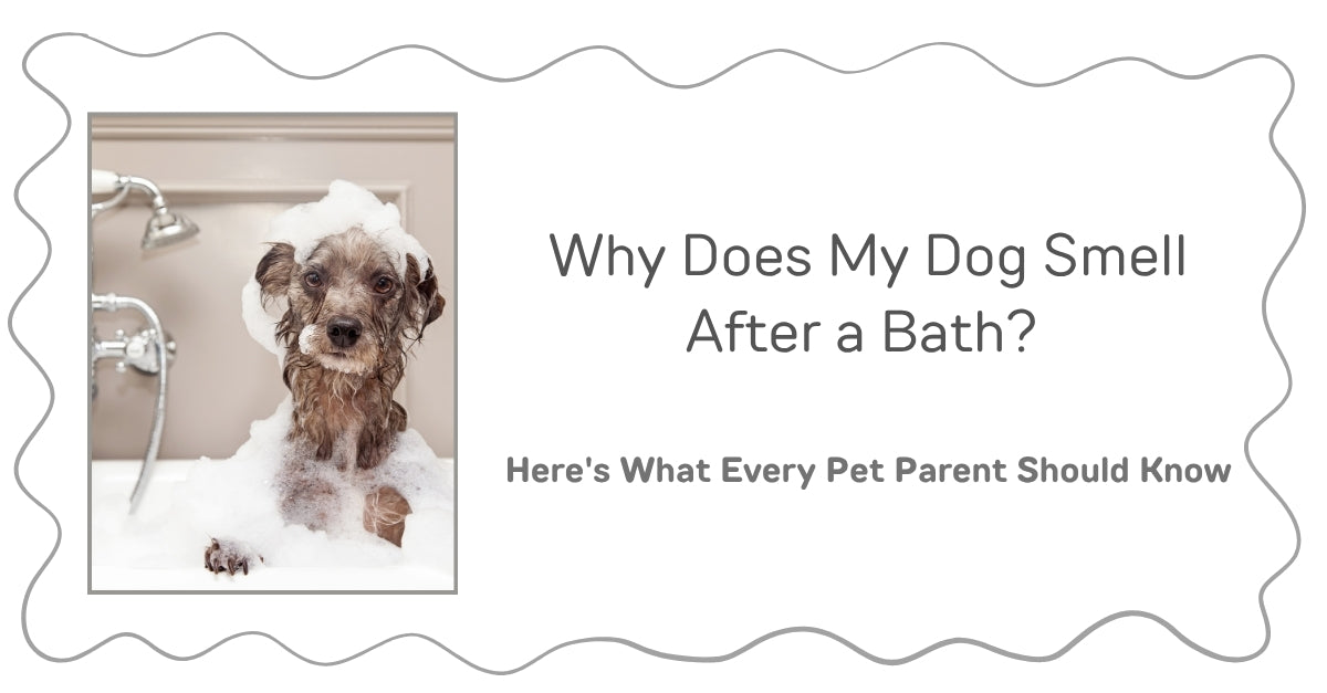 Why Does My Dog Smell After a Bath? Here's What Every Pet Parent Should Know