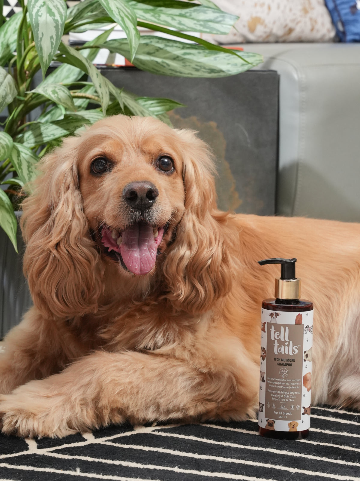 Itch No More Dog Shampoo