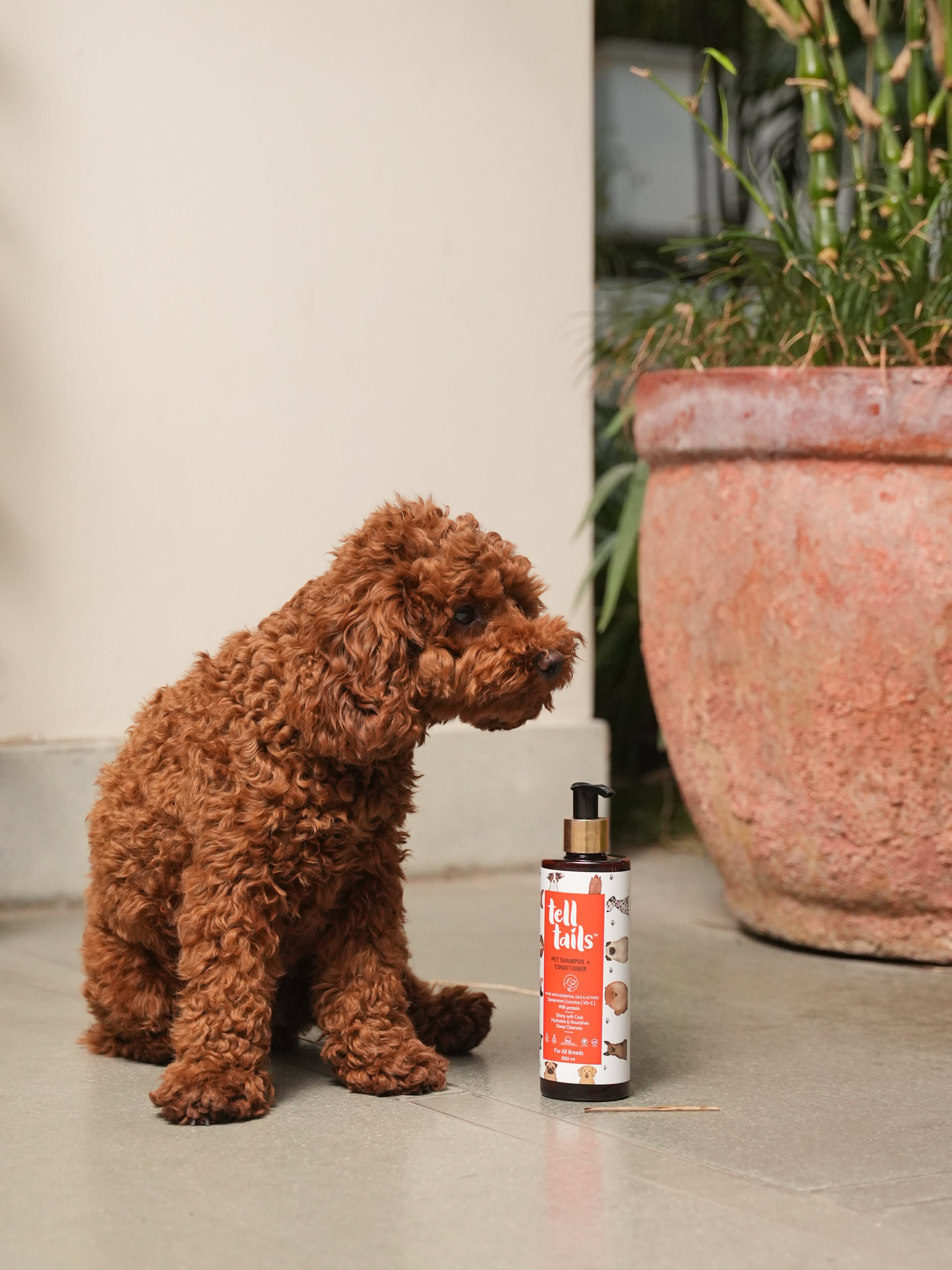 DOG SHAMPOO + CONDITIONER