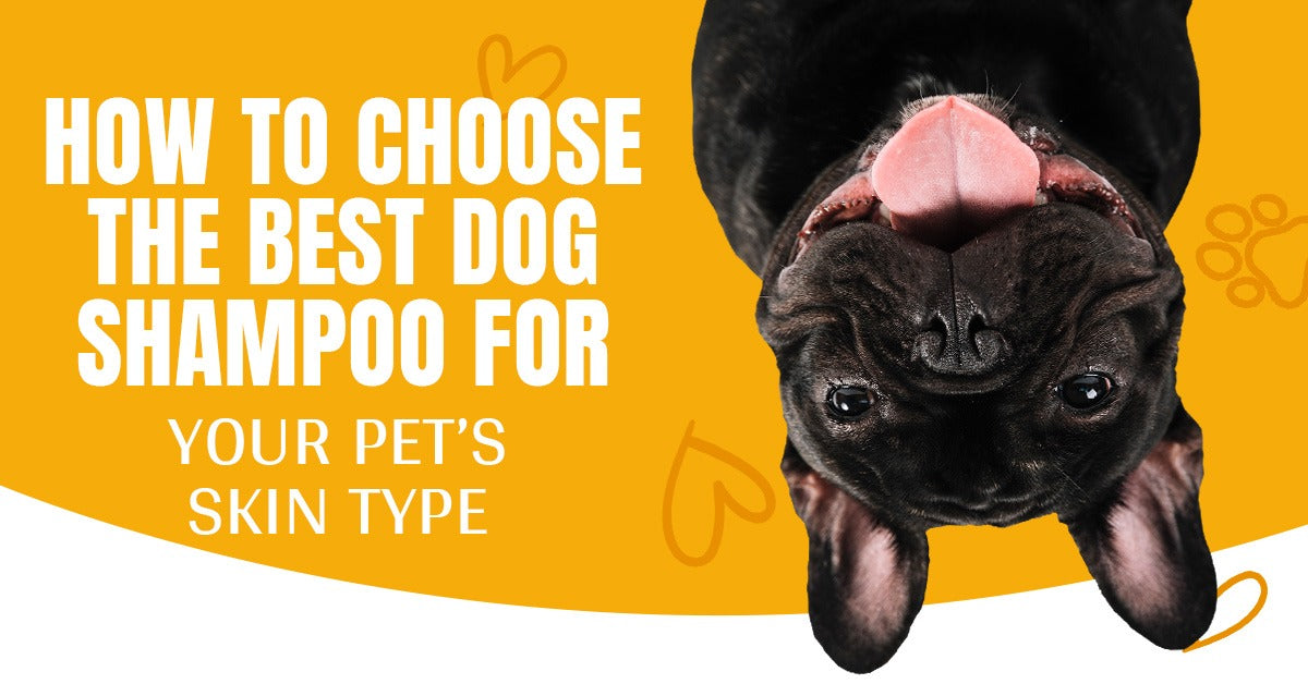How to Choose the Best Dog Shampoo for Your Pet’s Skin Type