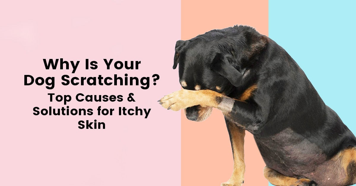 Why Is Your Dog Scratching? Top Causes & Solutions for Itchy Skin