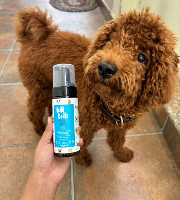 Dog Waterless foam shampoo