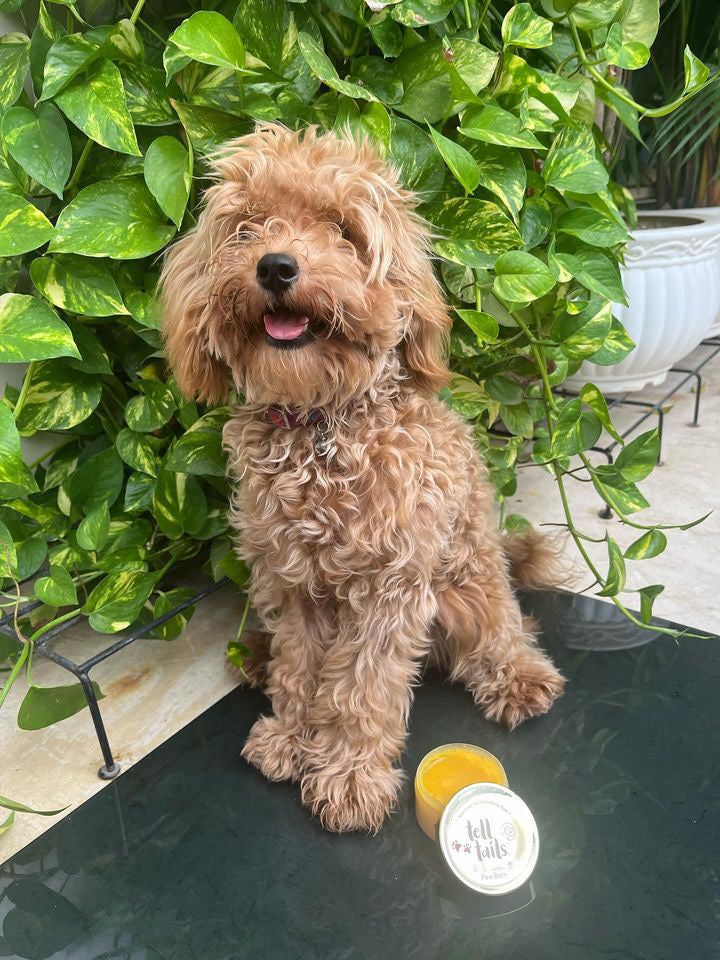 Dog Paw Balm