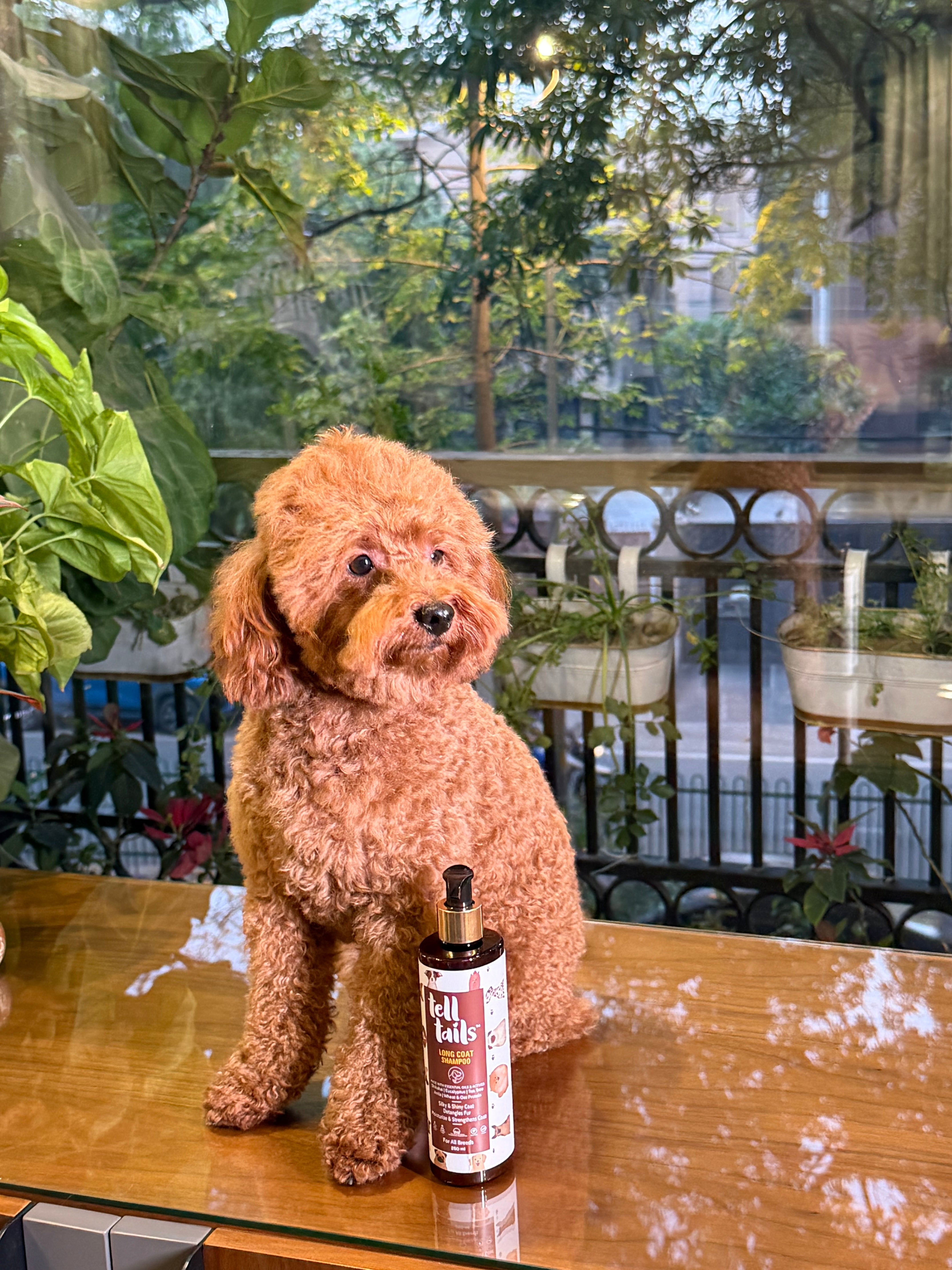 Natural Long Coat Dog Shampoo (Golden Retriever, Shih Tzu, Poodle)Tell Tails